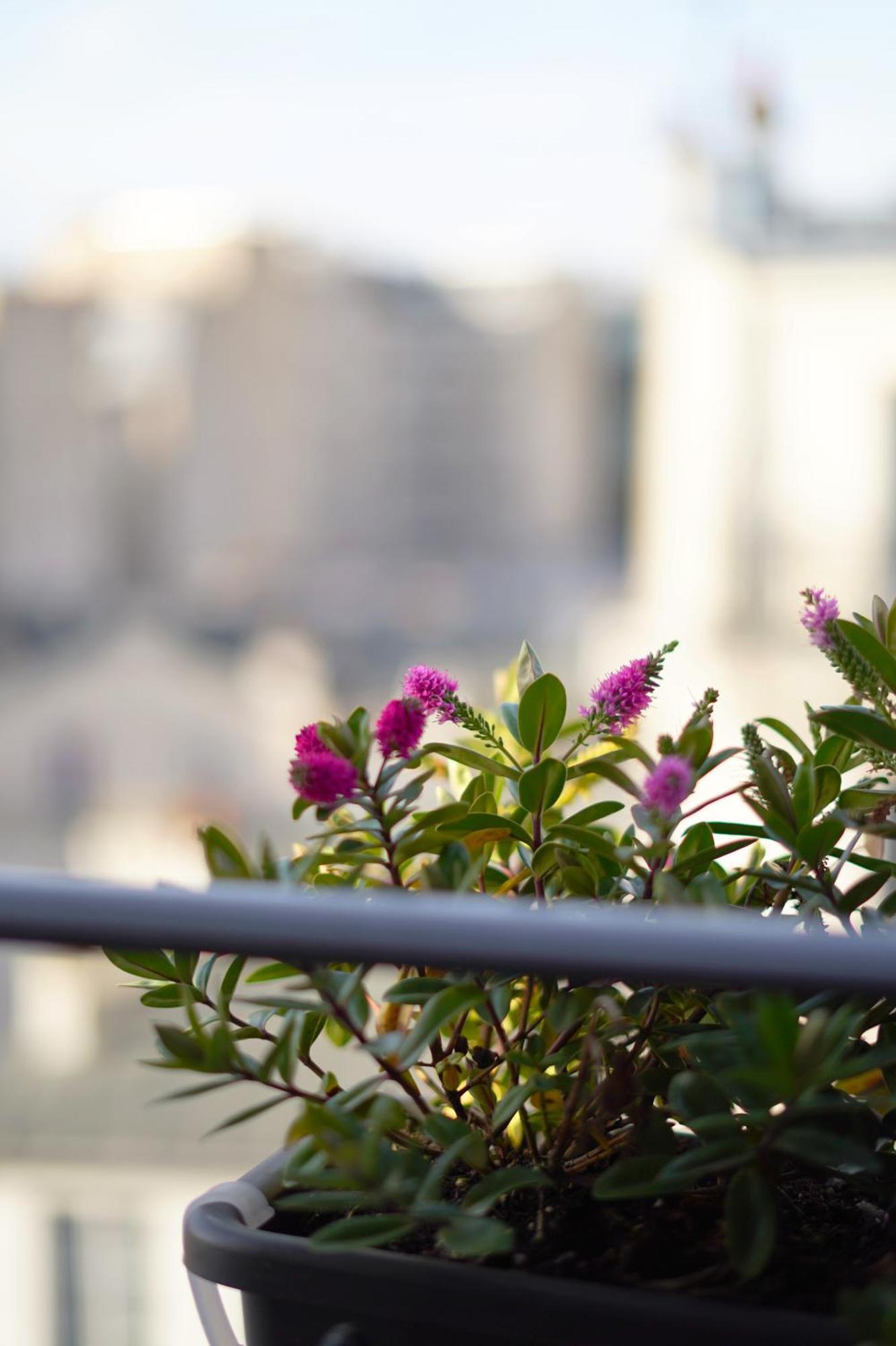Le Montmartre Saint Pierre Hotel Parijs